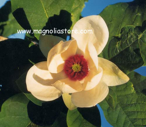ماگنولیا ویسنری